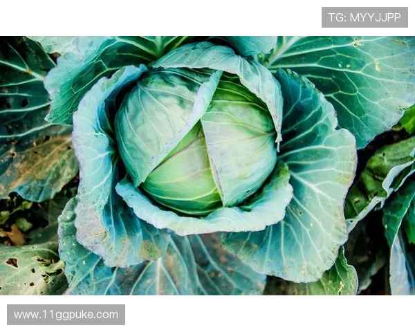 精选高清白菜图片，展现自然之美与细节